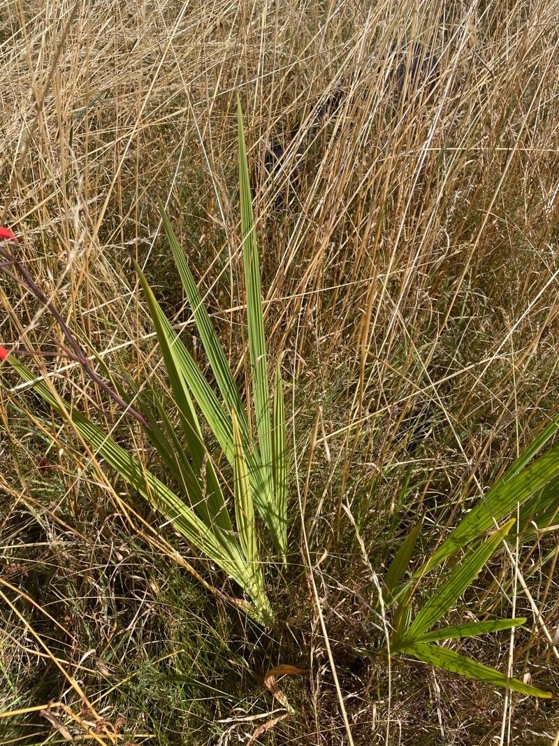 Crocosmia paniculata