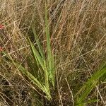 Crocosmia paniculata