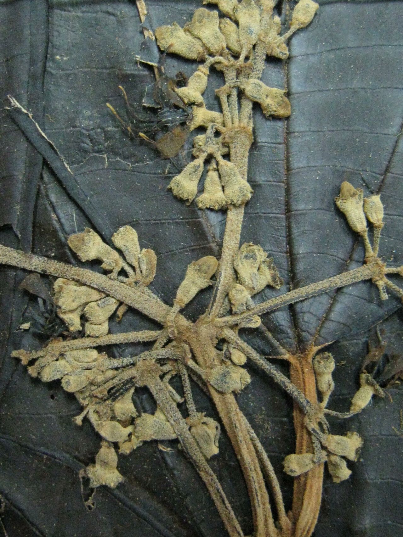 Miconia pubipetala — houseplant care guide