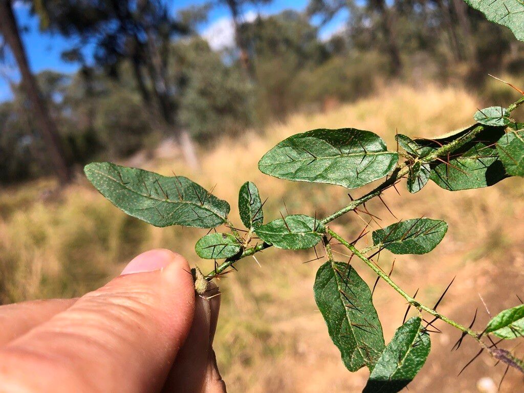 Solanum latens leaf