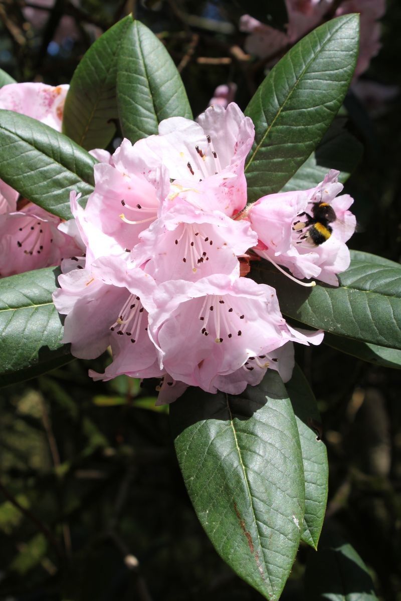 Rhododendron spilotum flower