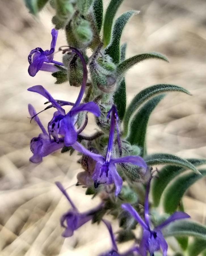 Trichostema lanceolatum flower