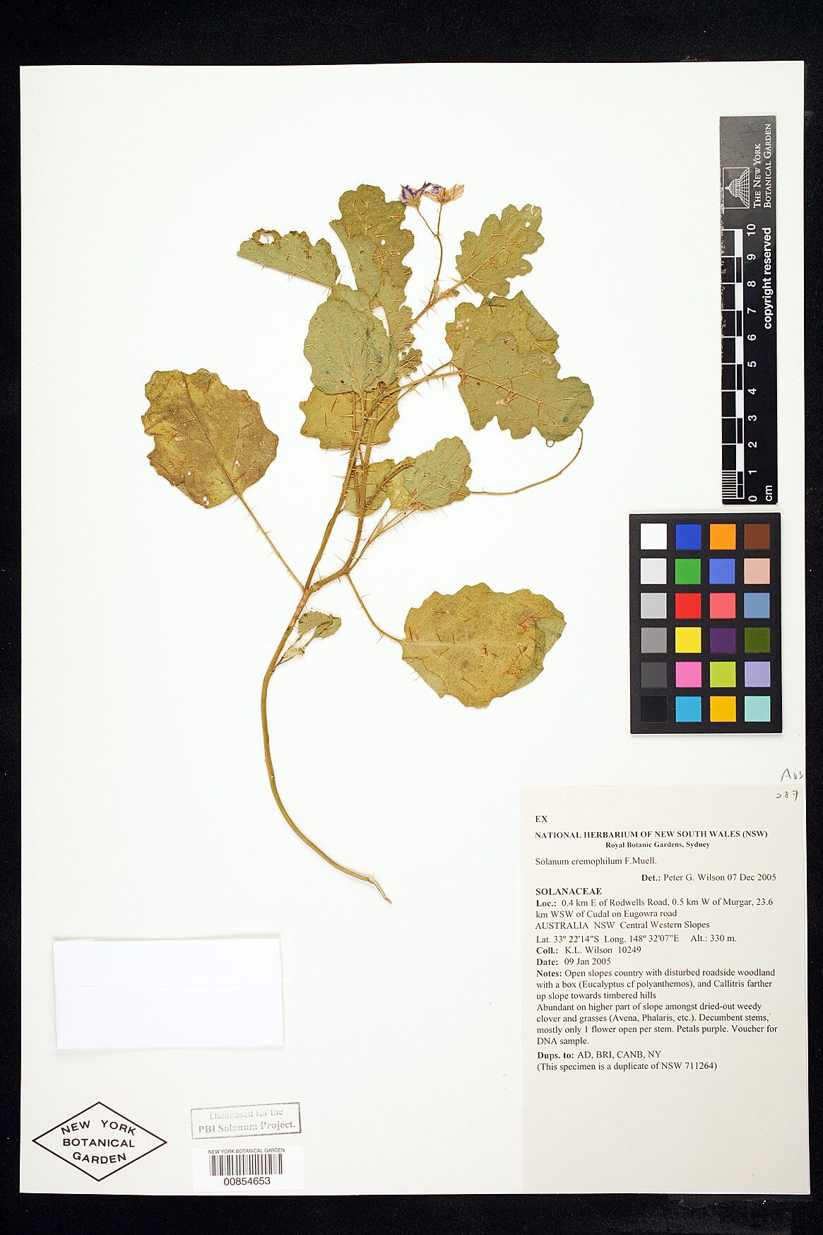 Solanum eremophilum — houseplant care guide