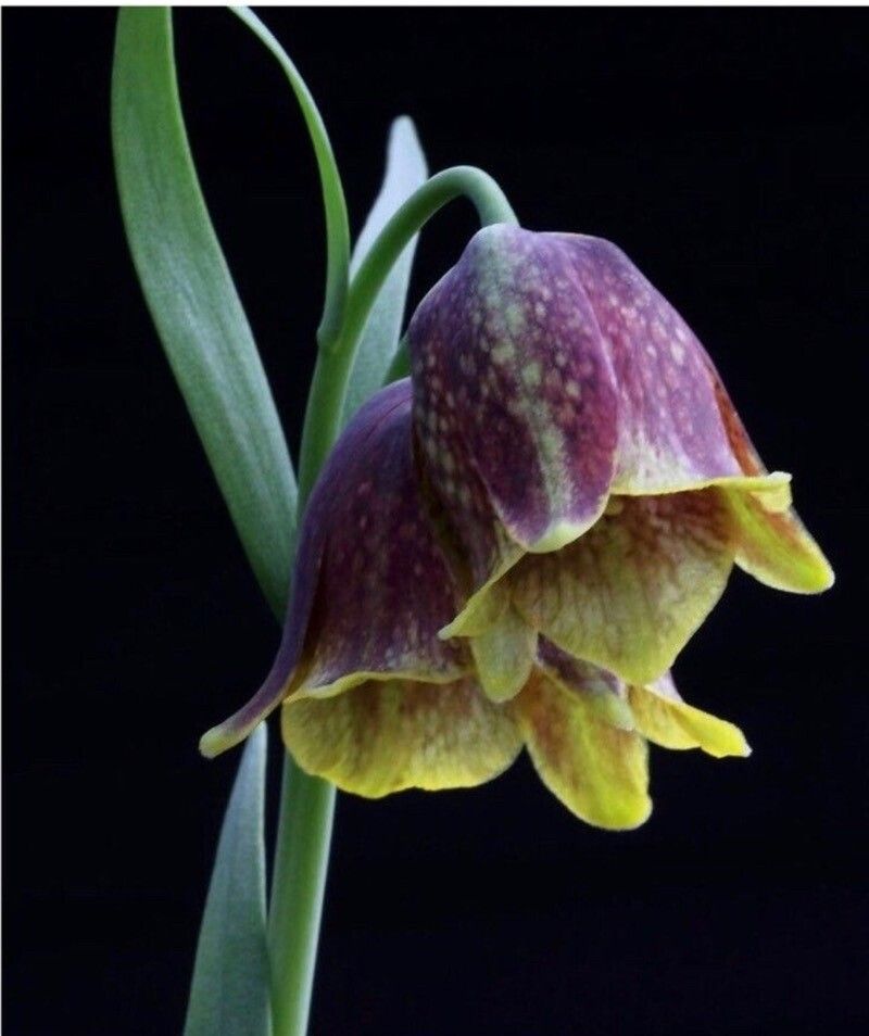 Fritillaria × spetsiotica — search result for 'Fritillaria'