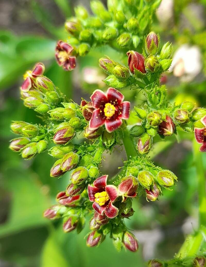 Jatropha excisa flower