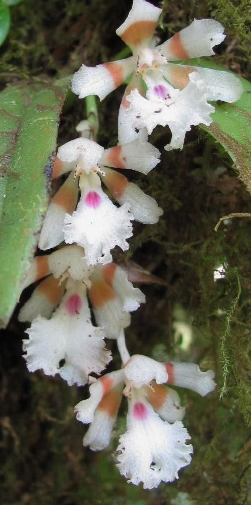 Trichocentrum pfavii — houseplant care guide