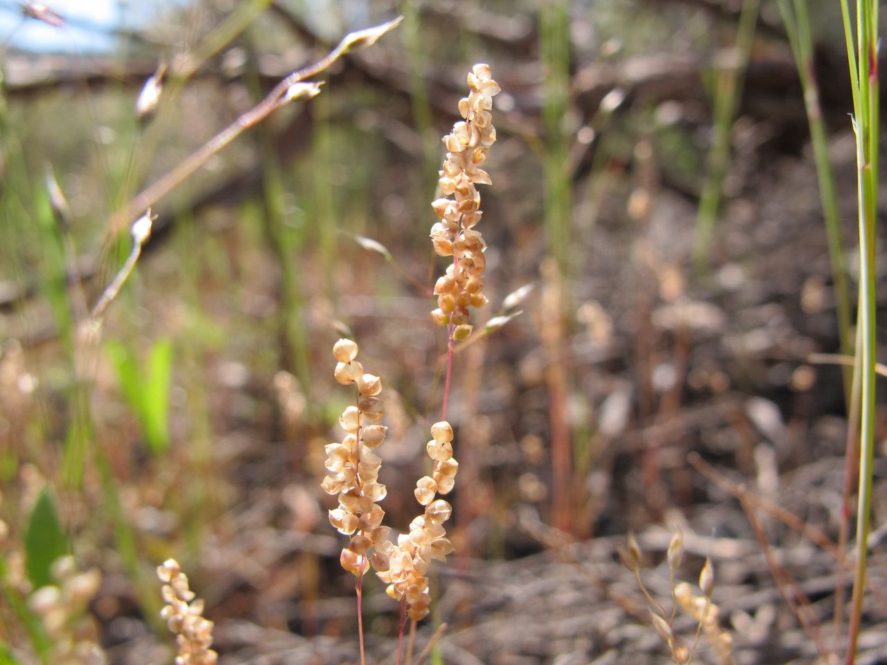 Airopsis tenella fruit