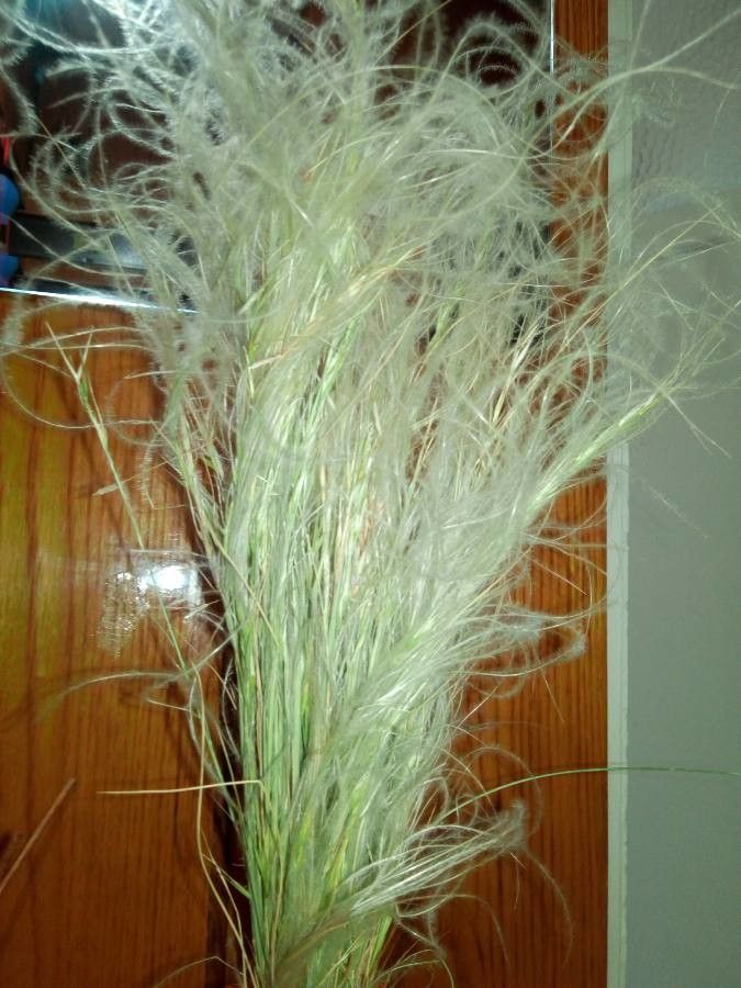 Stipa lessingiana flower