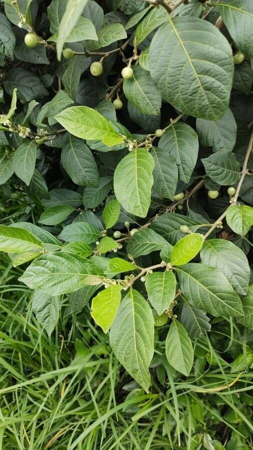 Guettarda foliacea leaf