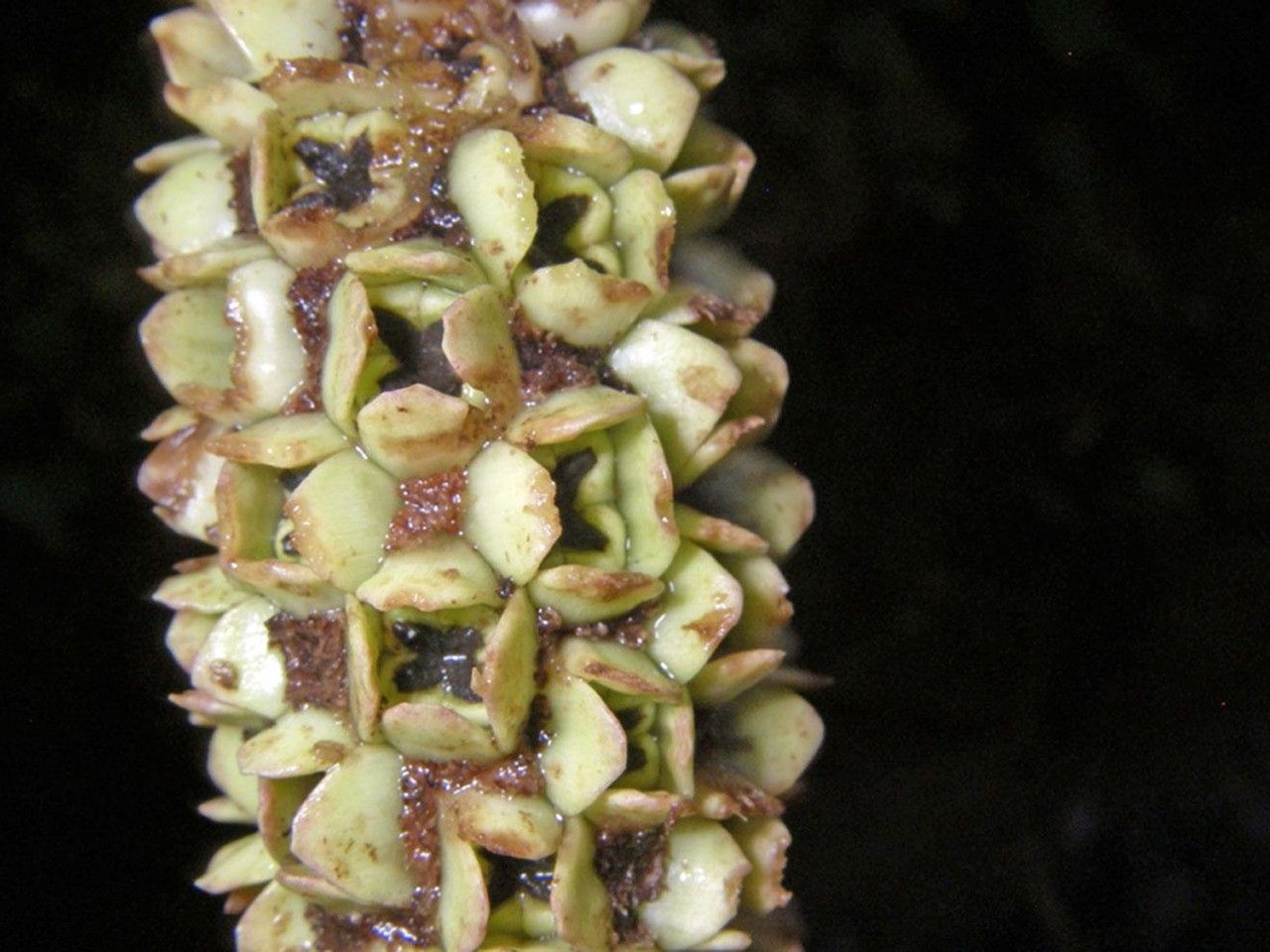 Asplundia longitepala fruit
