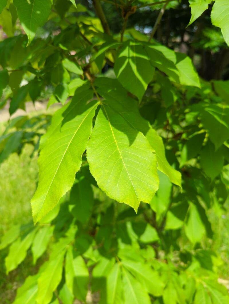 Carya laciniosa flower