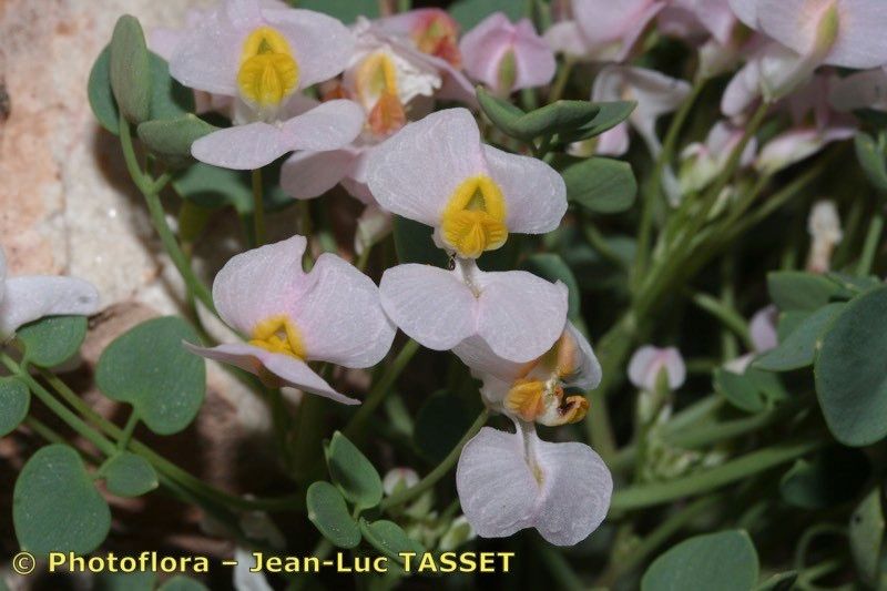 Sarcocapnos crassifolia flower
