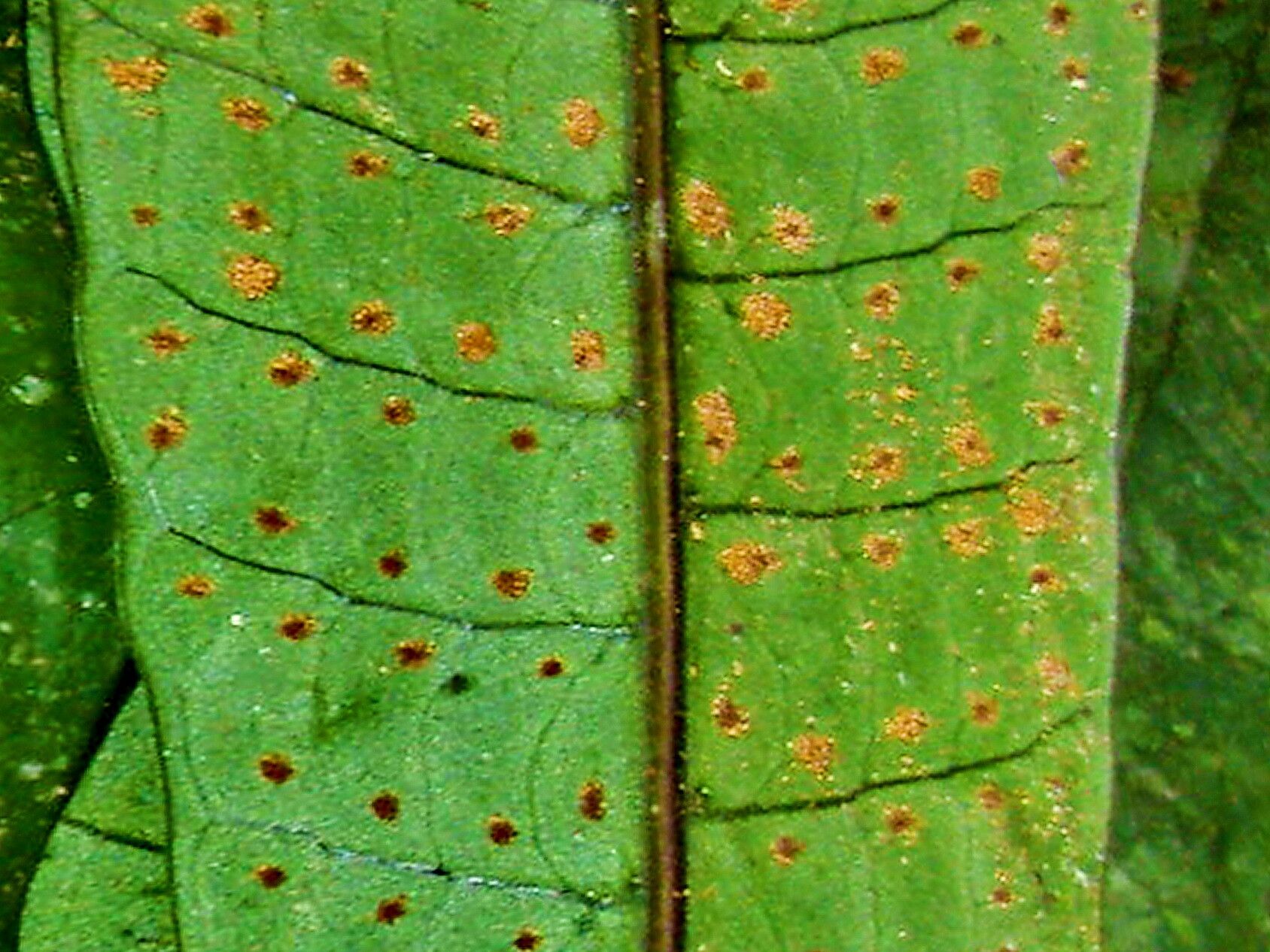 Campyloneurum repens fruit