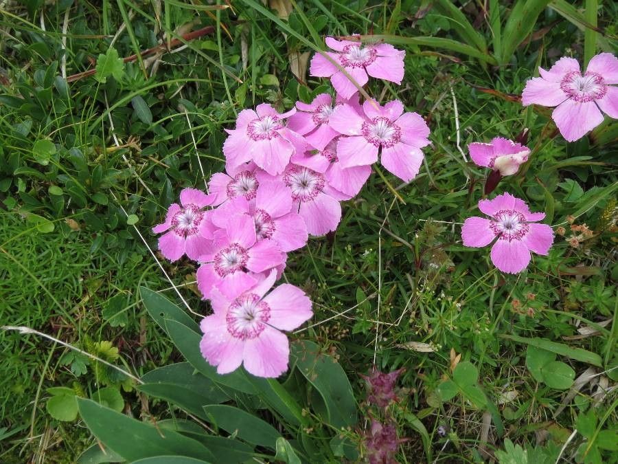 Dianthus alpinus flower