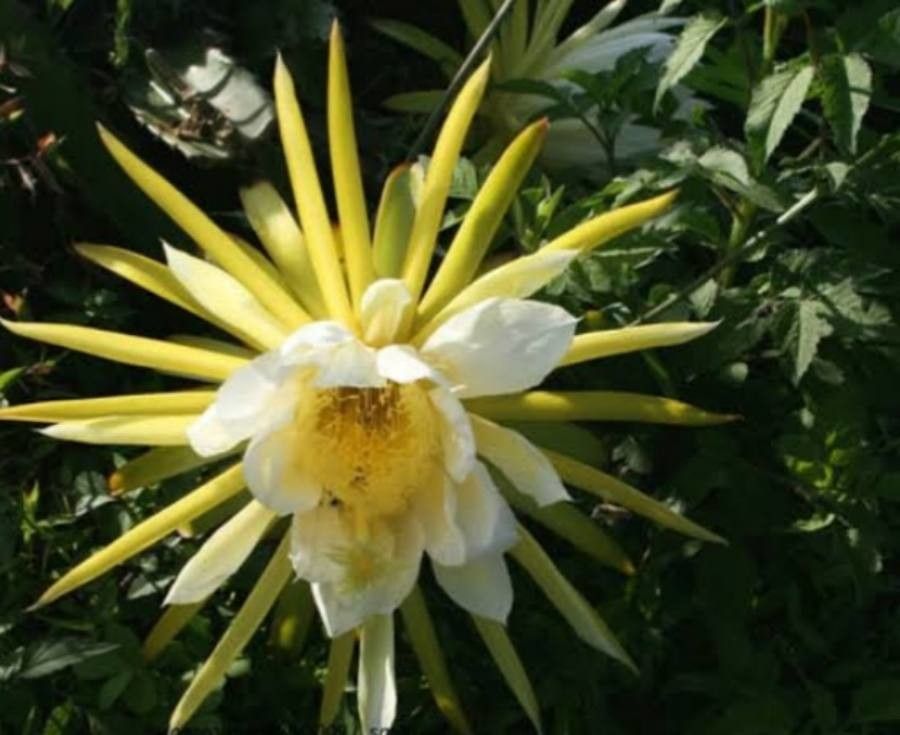 Hylocereus costaricensis flower