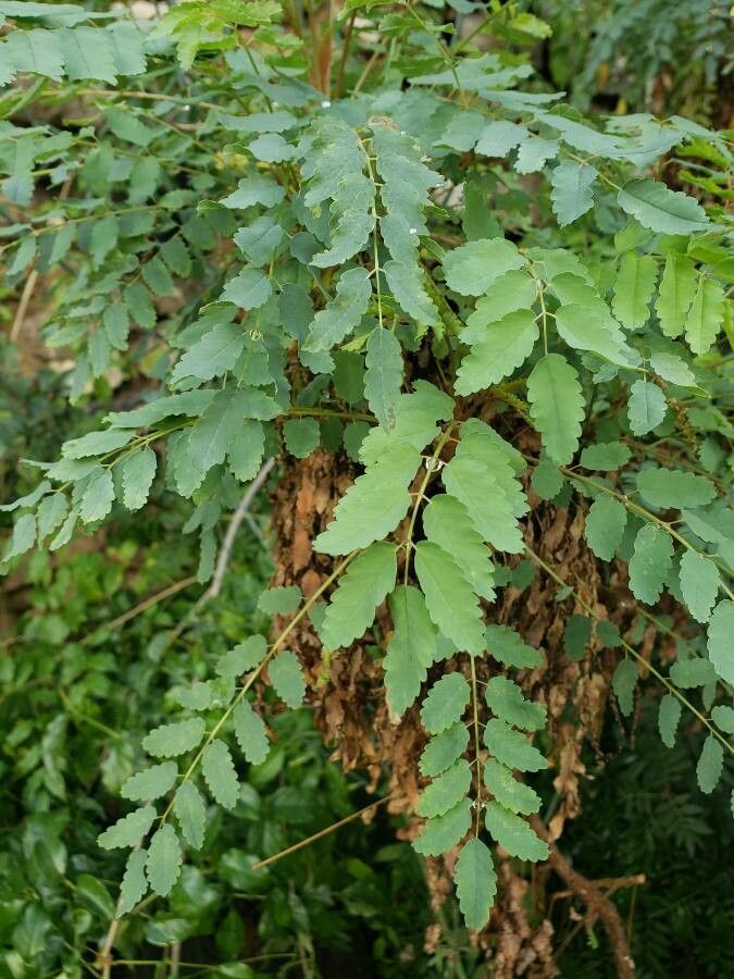 Marcetella moquiniana leaf