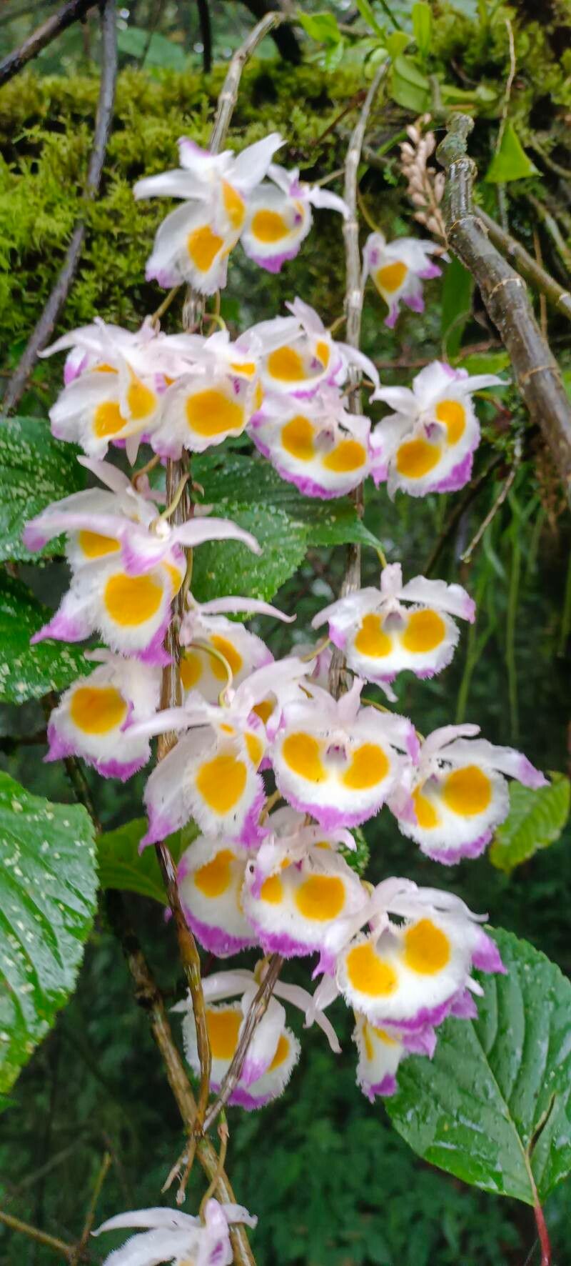 Dendrobium devonianum — search result for 'Laos'