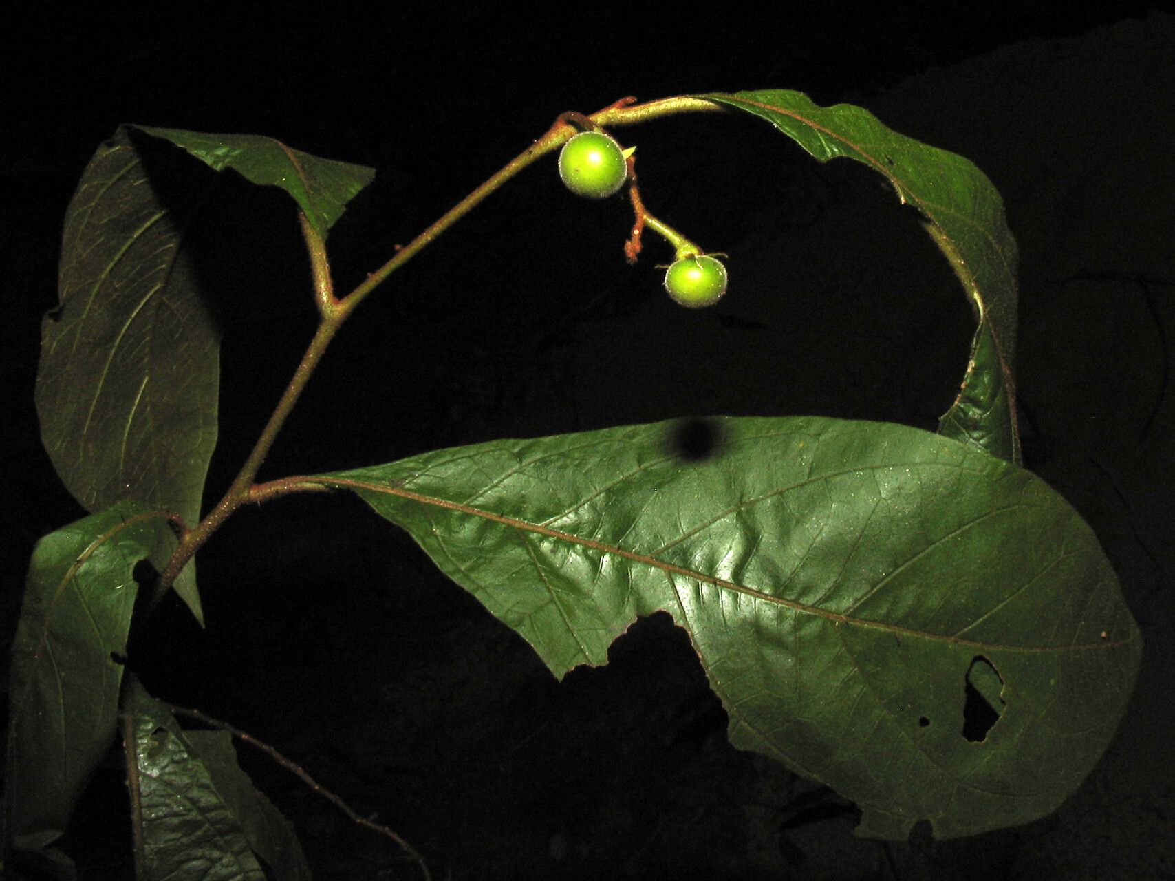Solanum fulvidum fruit