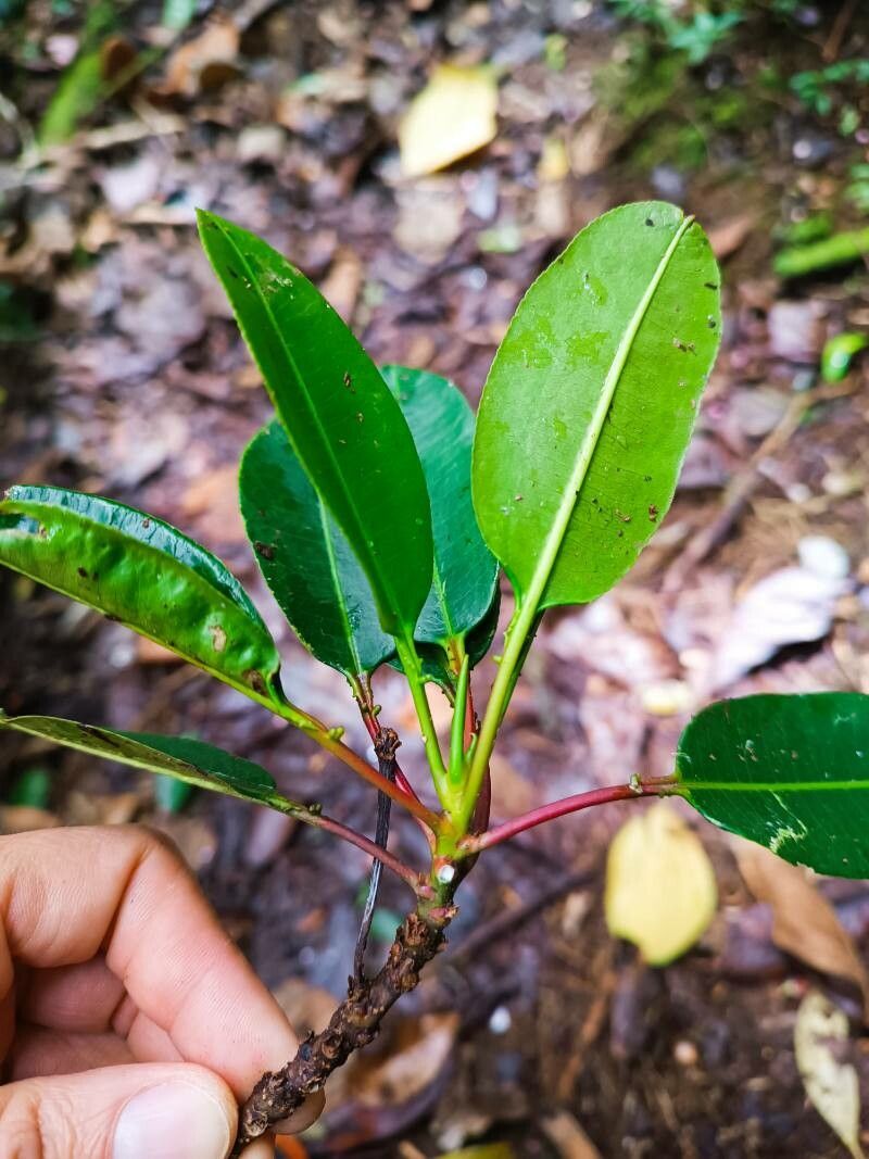 Sapium stylare — houseplant care guide