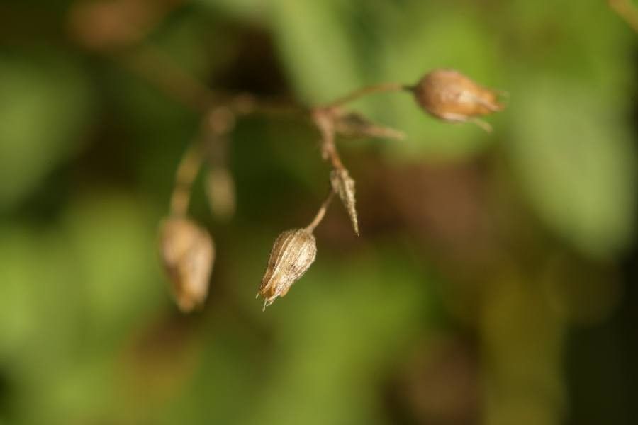 Clinopodium acinos fruit