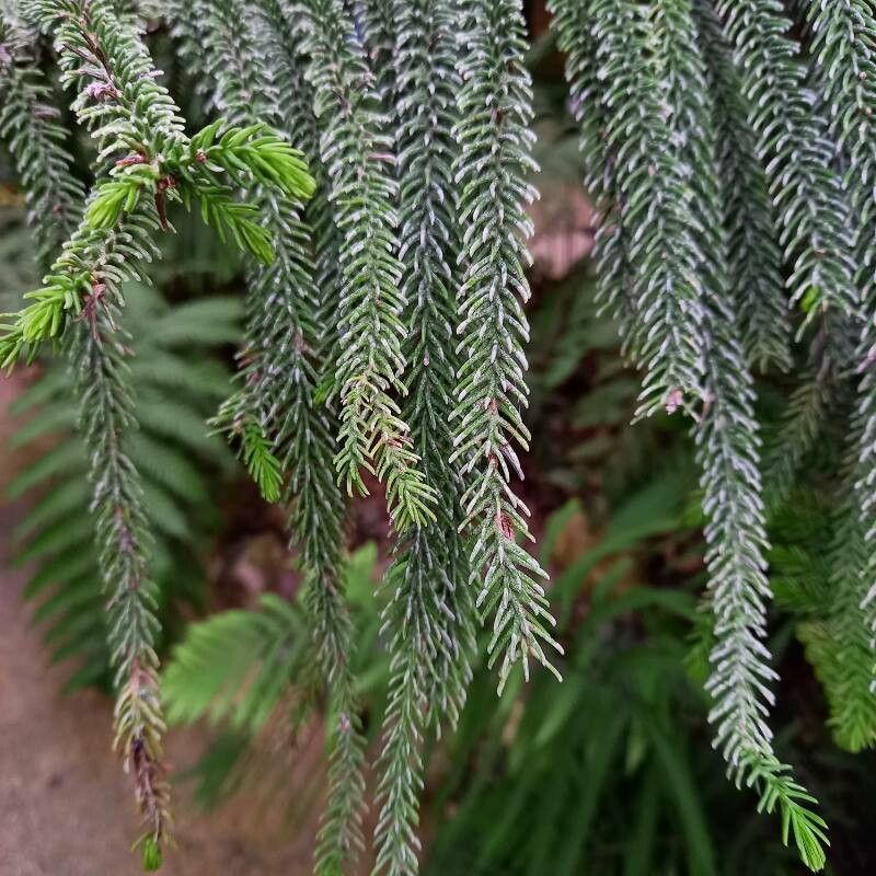 Araucaria biramulata