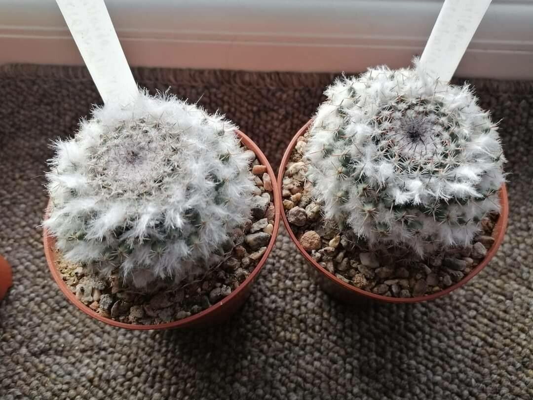 Mammillaria chionocephala — houseplant care guide