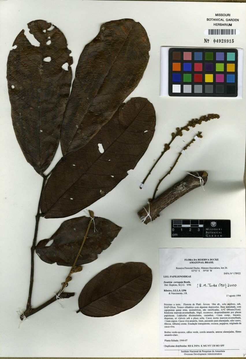 Swartzia corrugata — houseplant care guide