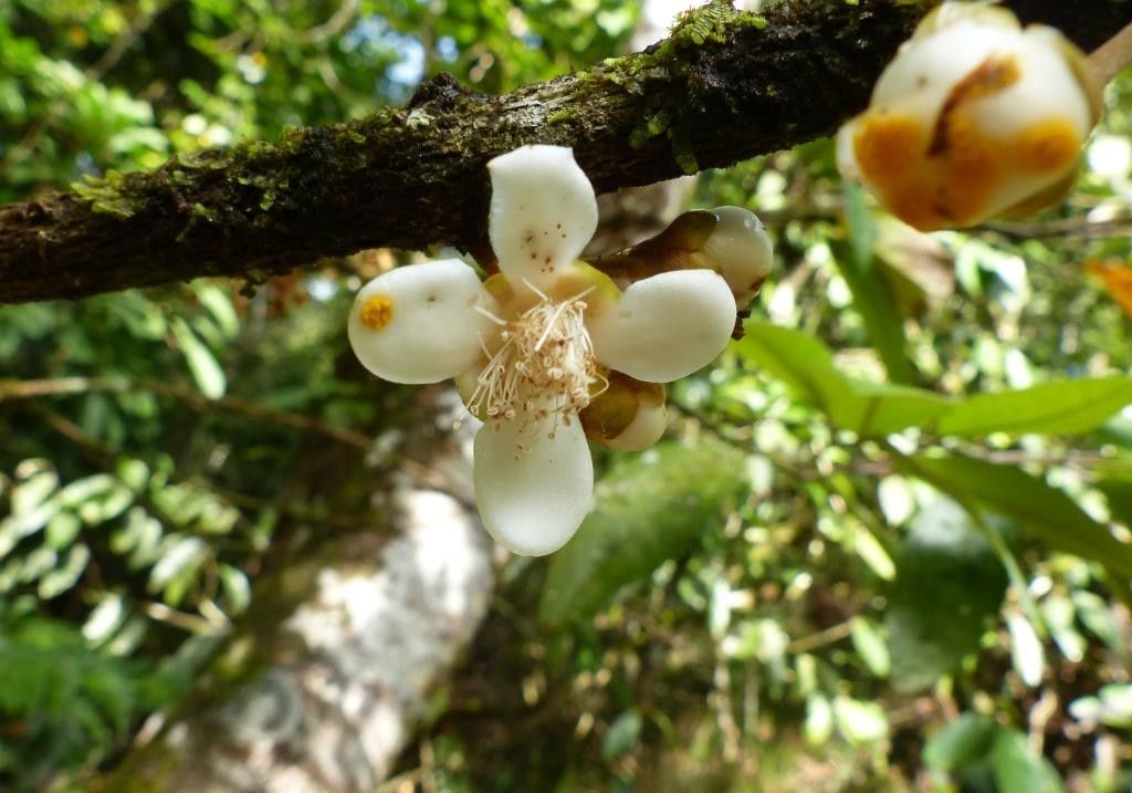 Eugenia tiwakaensis flower