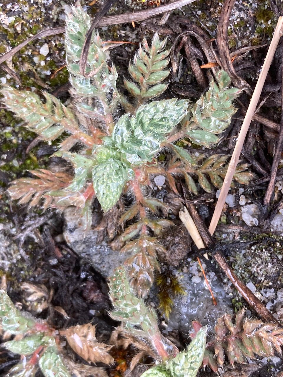 Alchemilla pinnata leaf