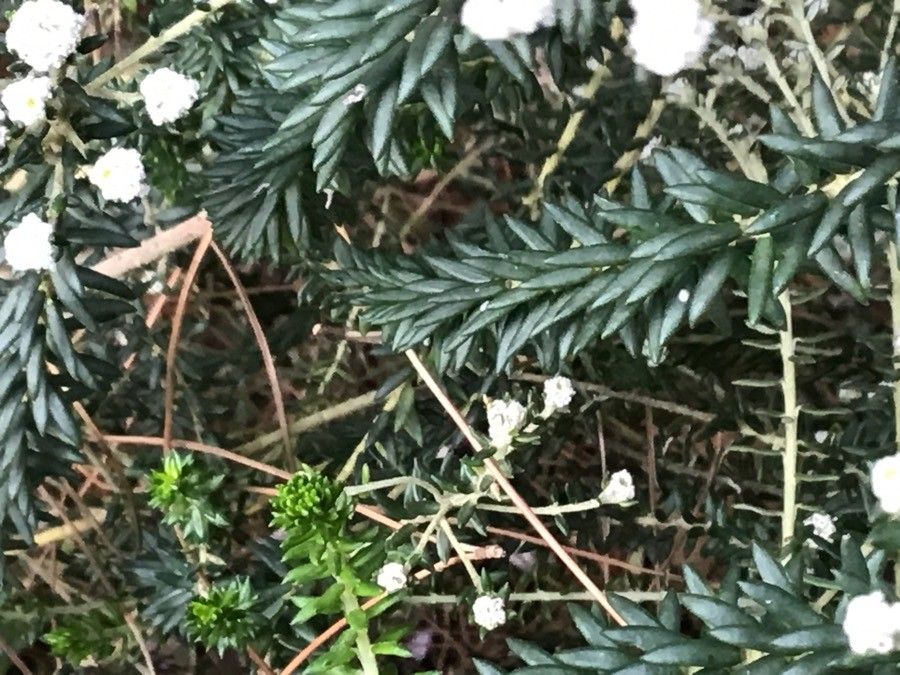 Phylica ericoides — related species from the same genus