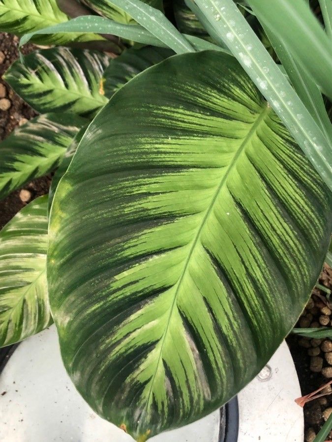 Calathea picturata — difficulty difficulty houseplant