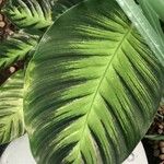 Calathea picturata