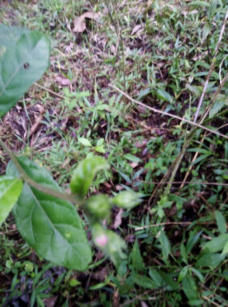 Pavonia schiedeana fruit