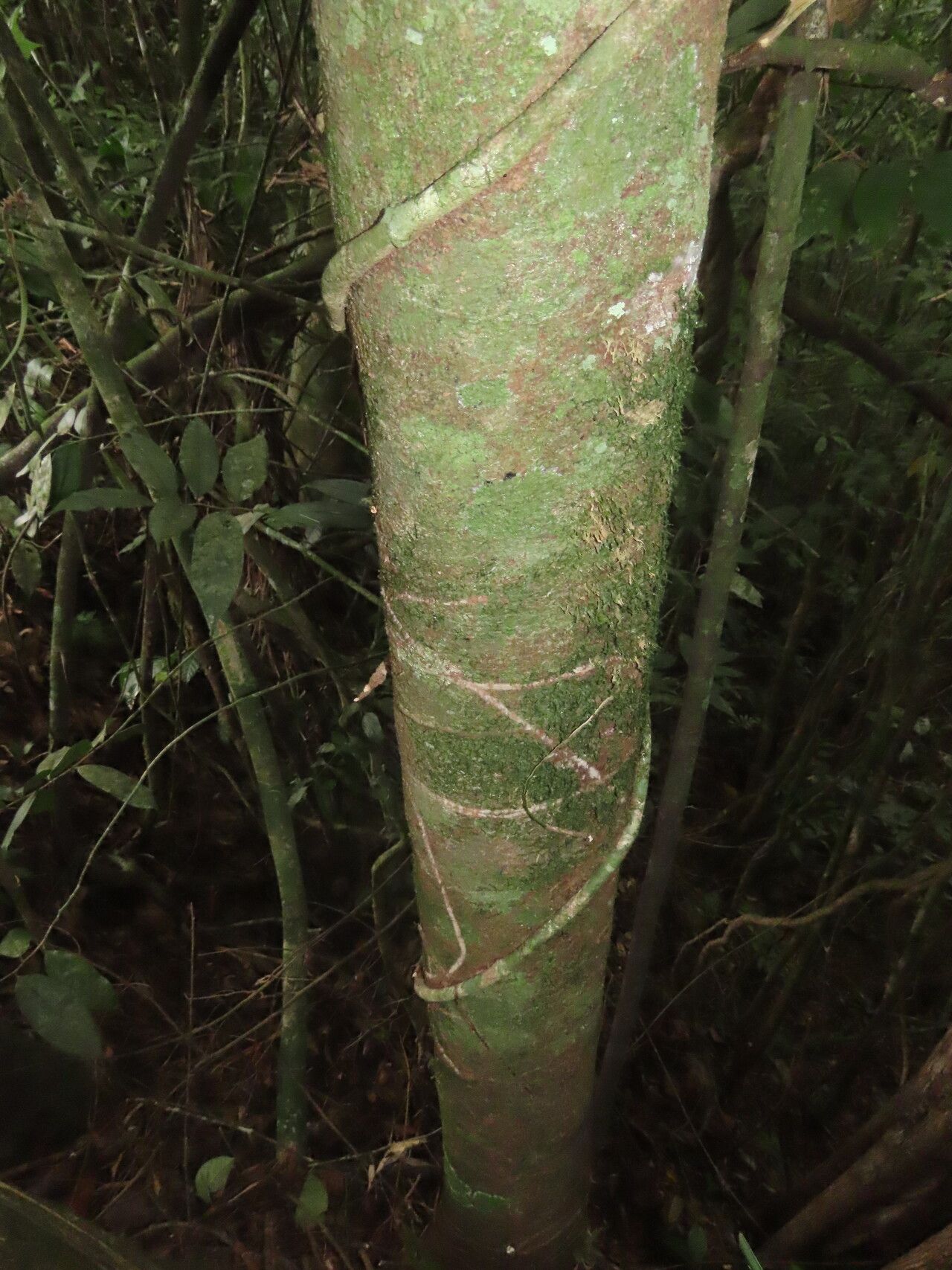 Damburneya umbrosa habit
