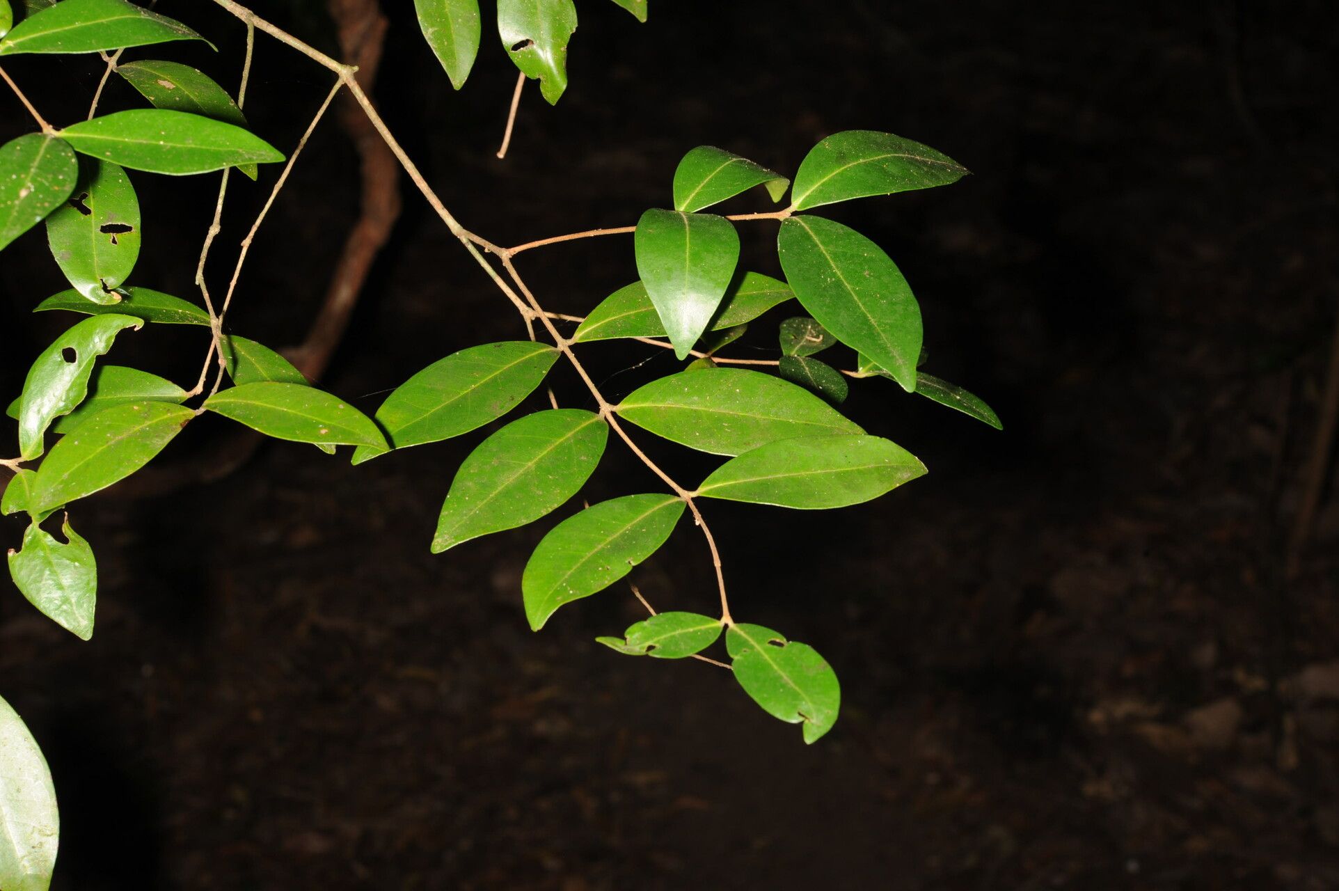 Eugenia chavarriae — houseplant care guide