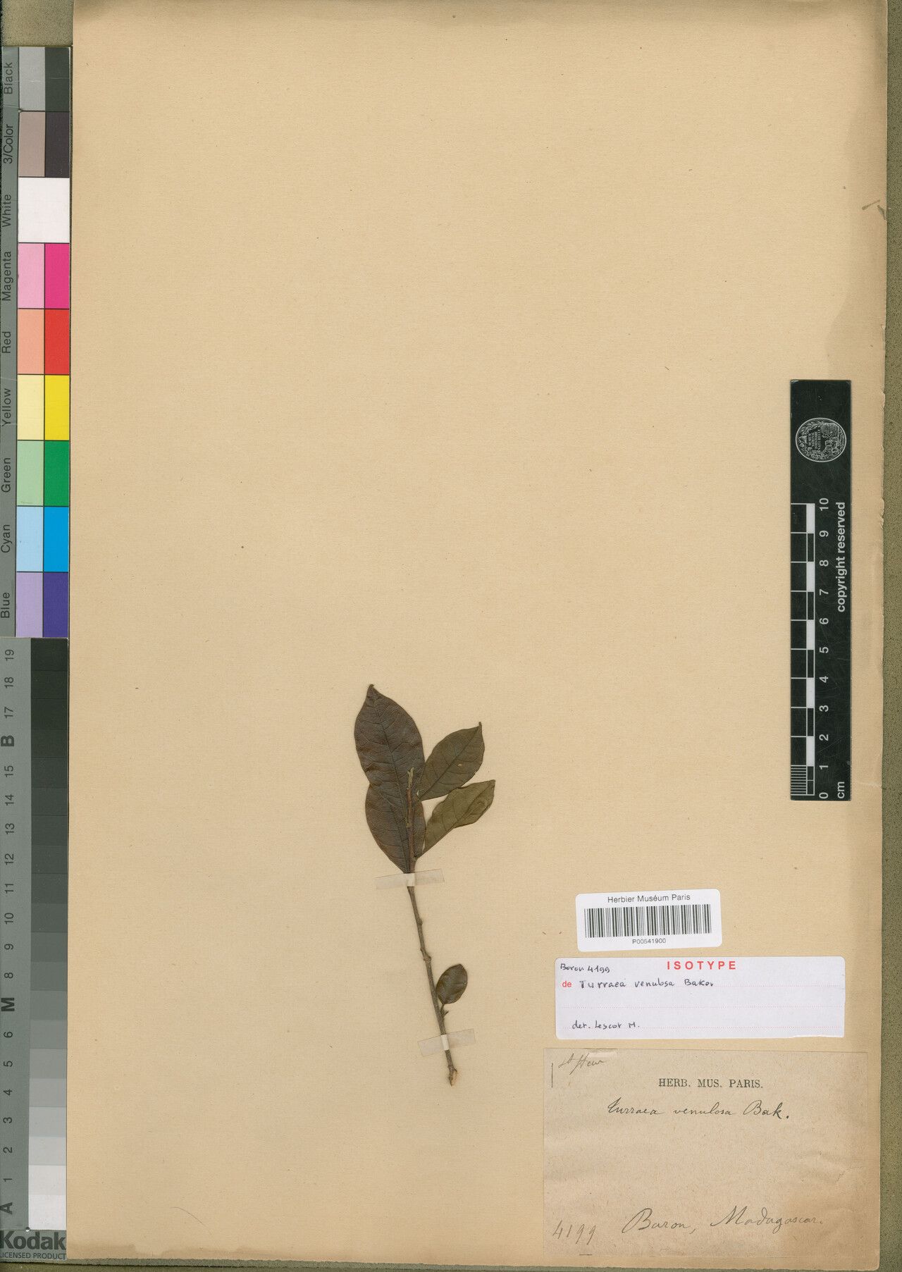 Turraea venulosa — houseplant care guide