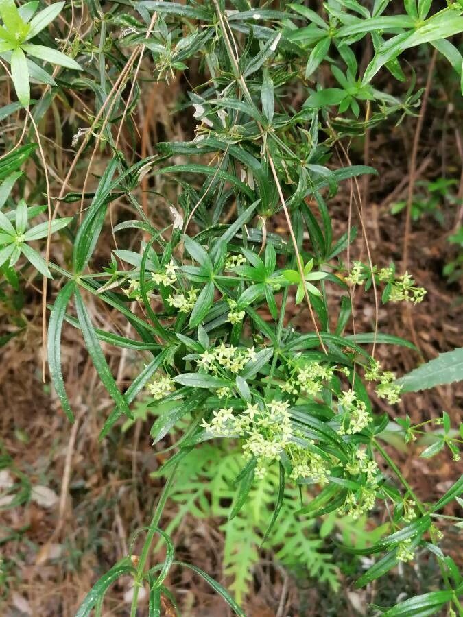 Rubia agostinhoi other