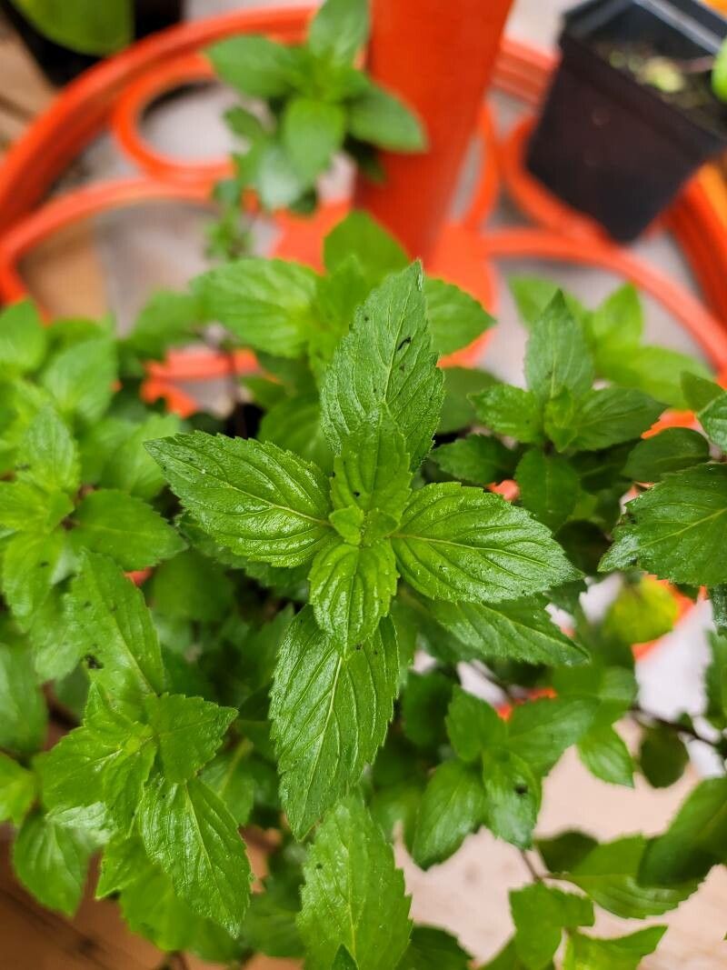 Mentha × gracilis leaf