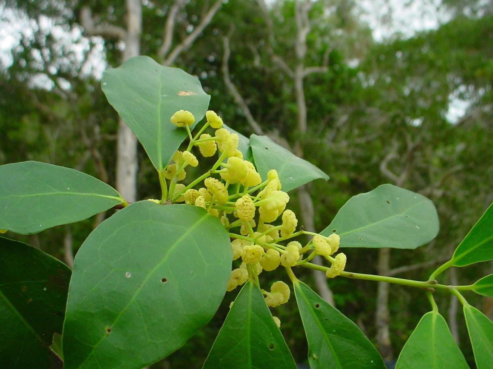 Hedycarya cupulata flower