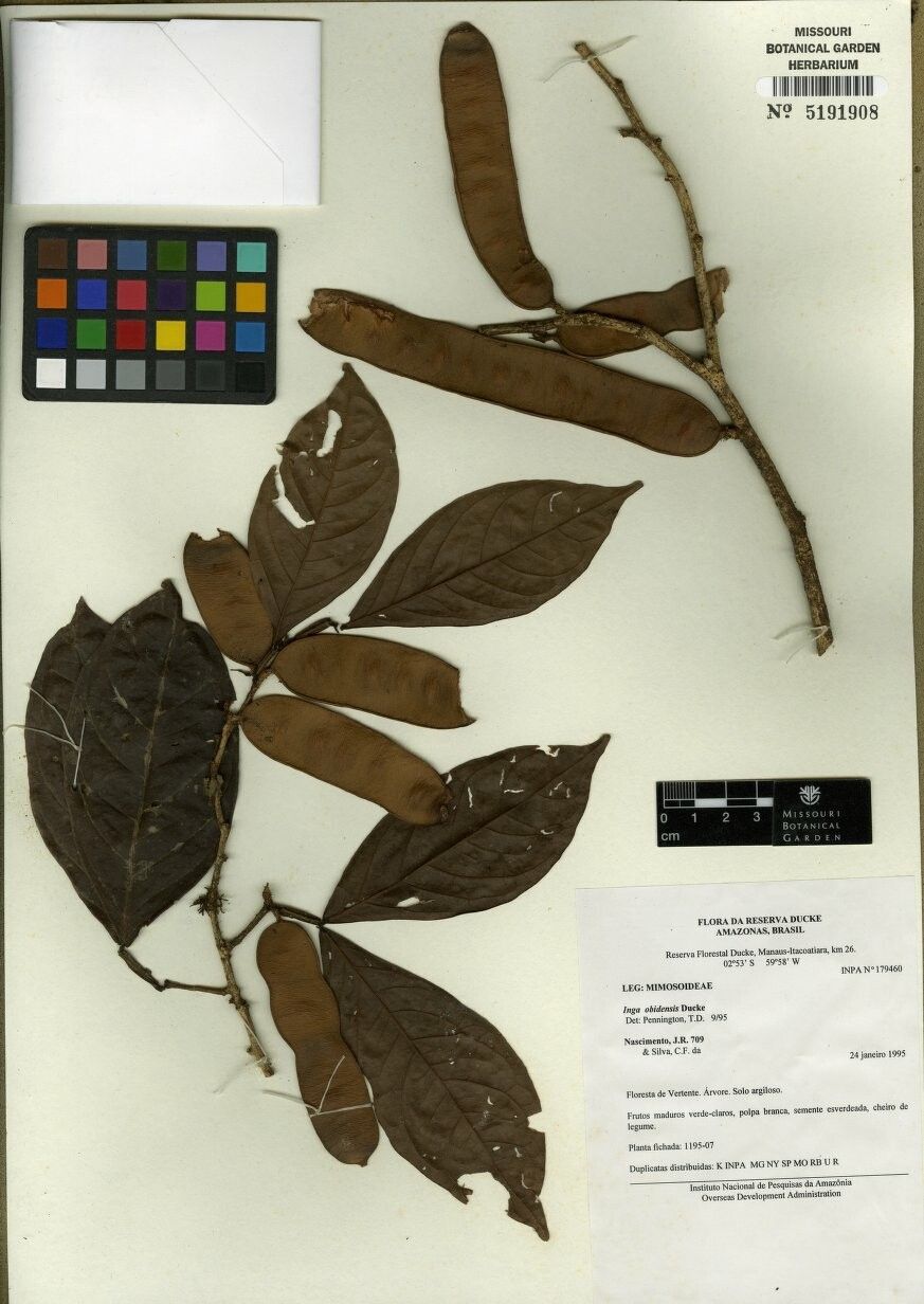 Inga obidensis — houseplant care guide