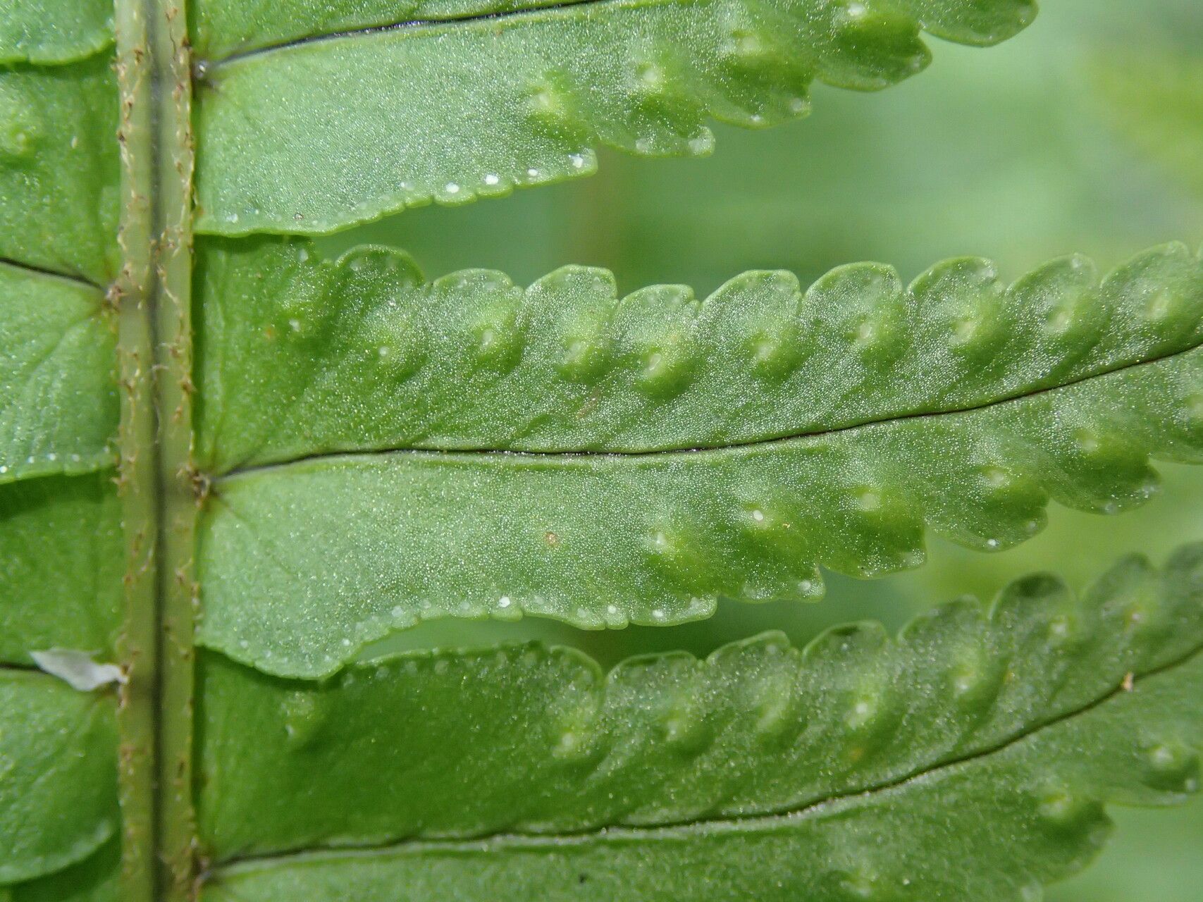 Nephrolepis undulata — houseplant care guide