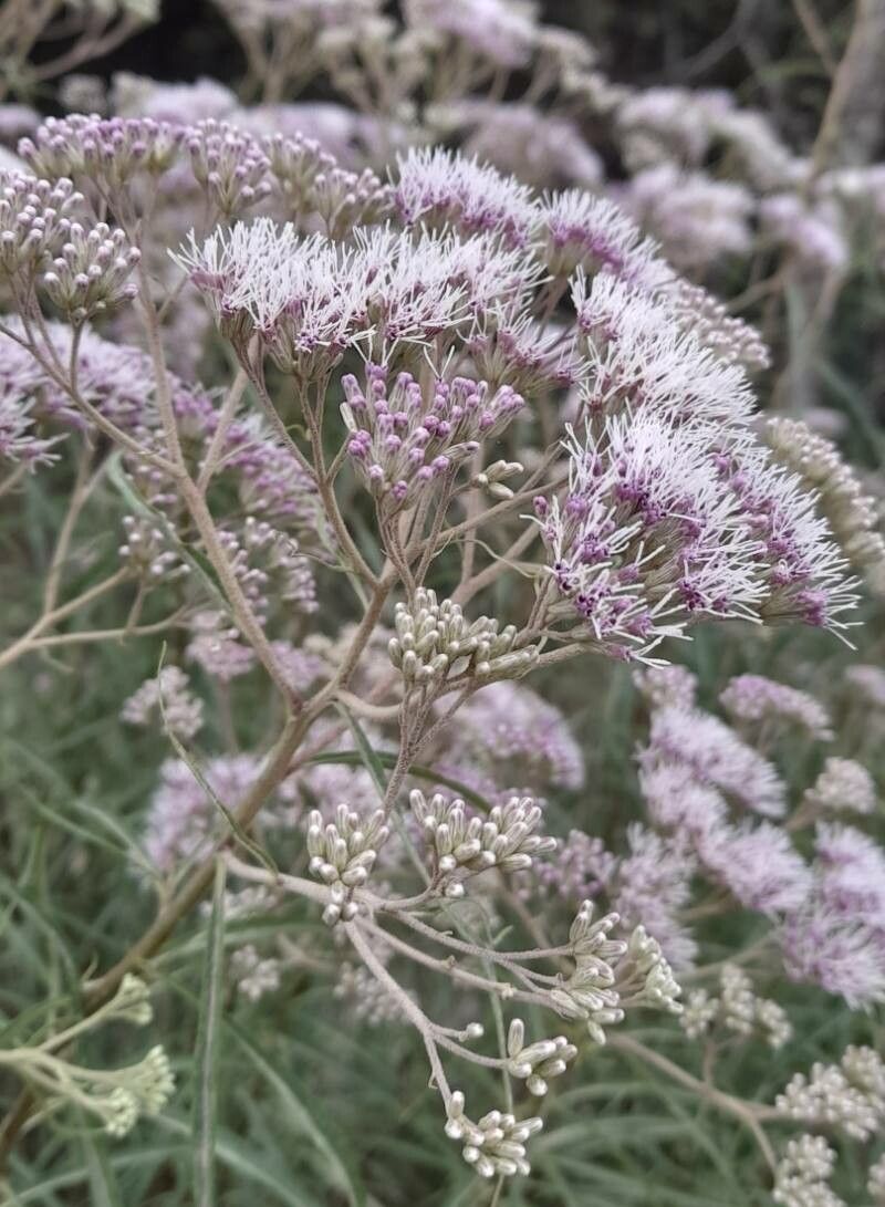 Campovassouria cruciata flower