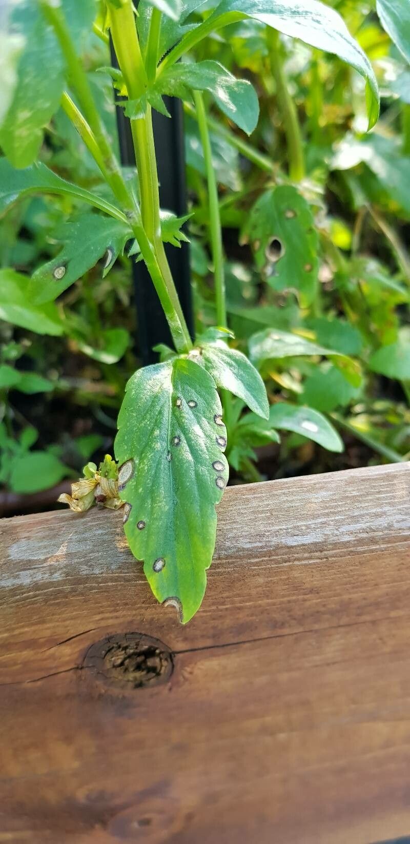 Viola × williamsii leaf
