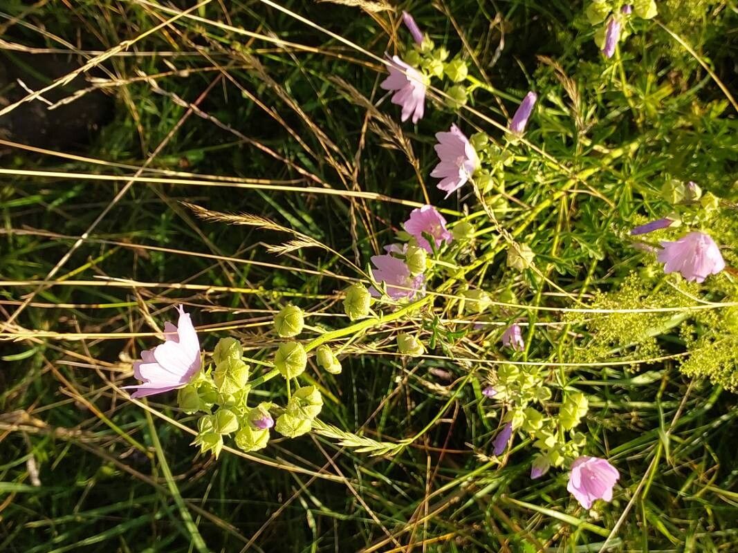 Malva excisa habit