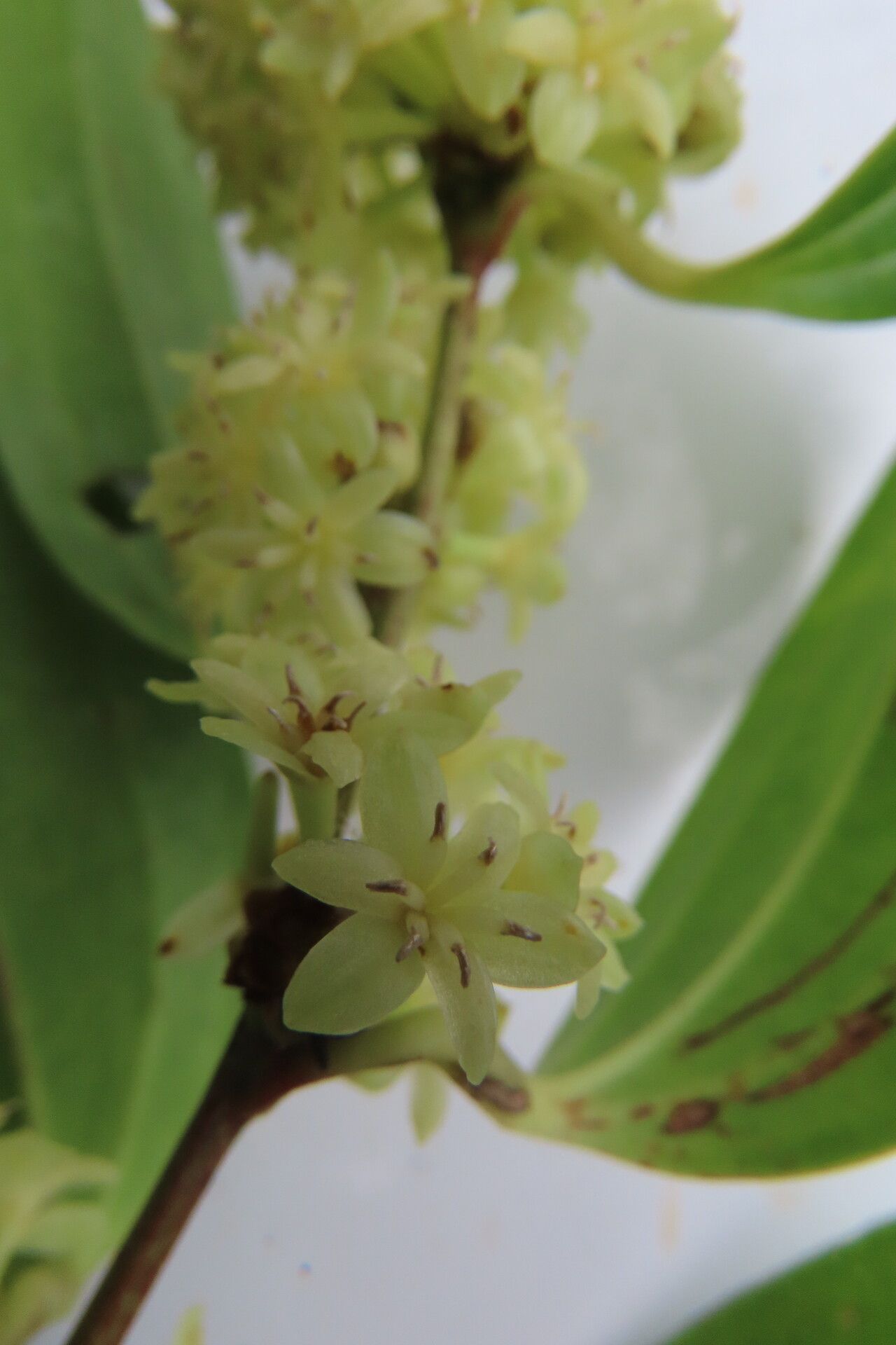 Smilax domingensis flower