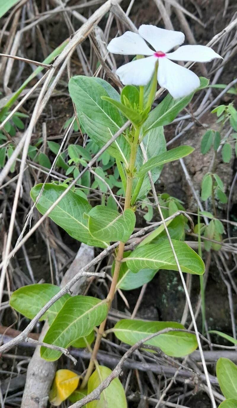 Catharanthus coriaceus habit