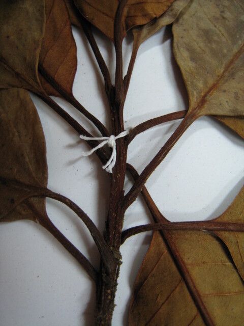 Chrysophyllum prieurii other