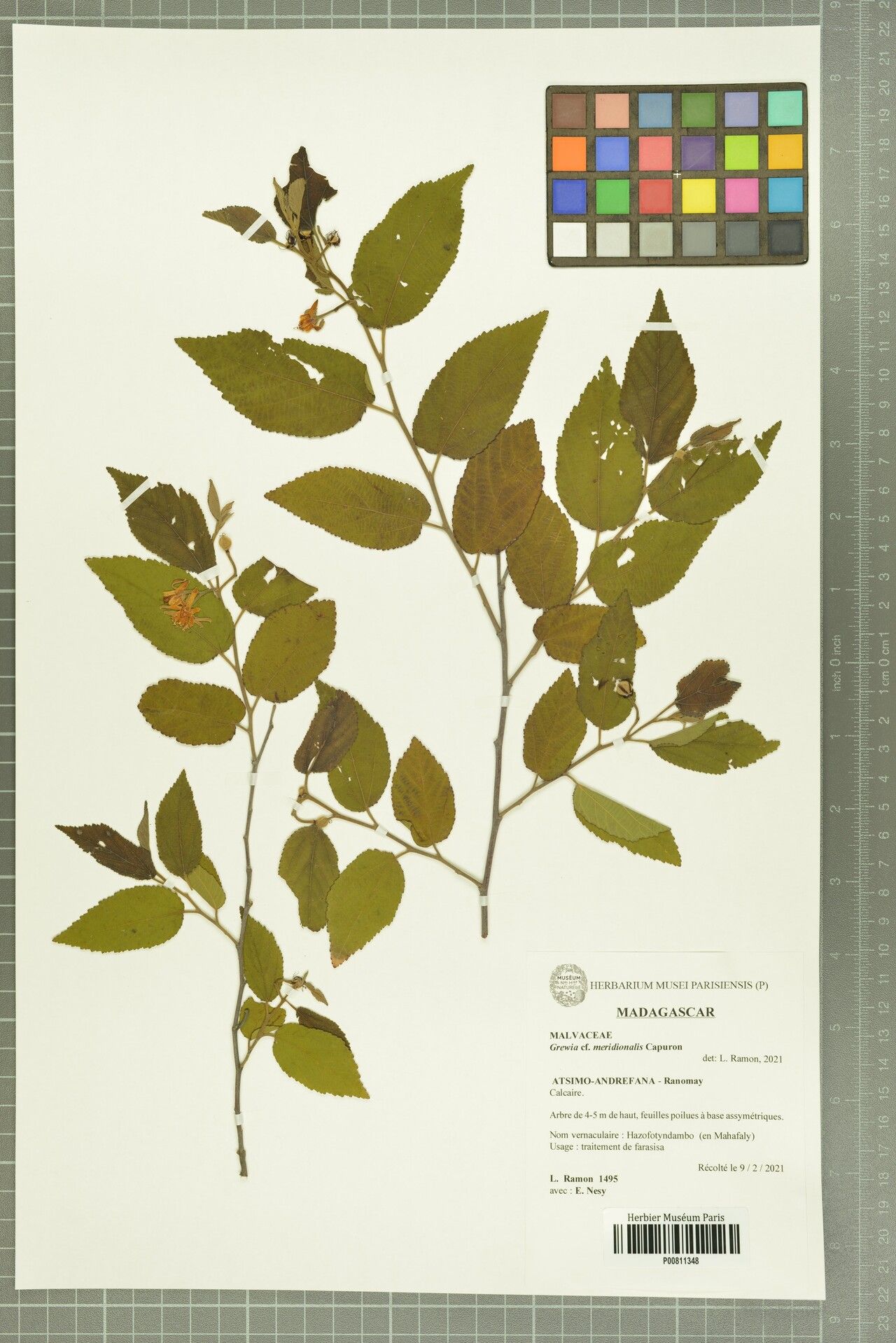 Grewia meridionalis — houseplant care guide