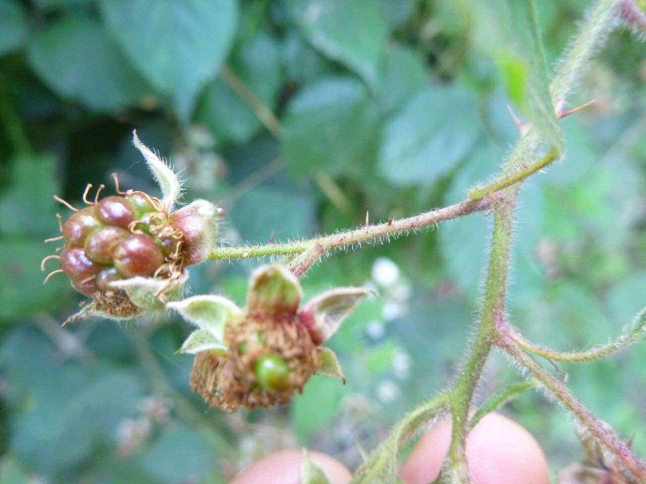 Rubus insectifolius fruit
