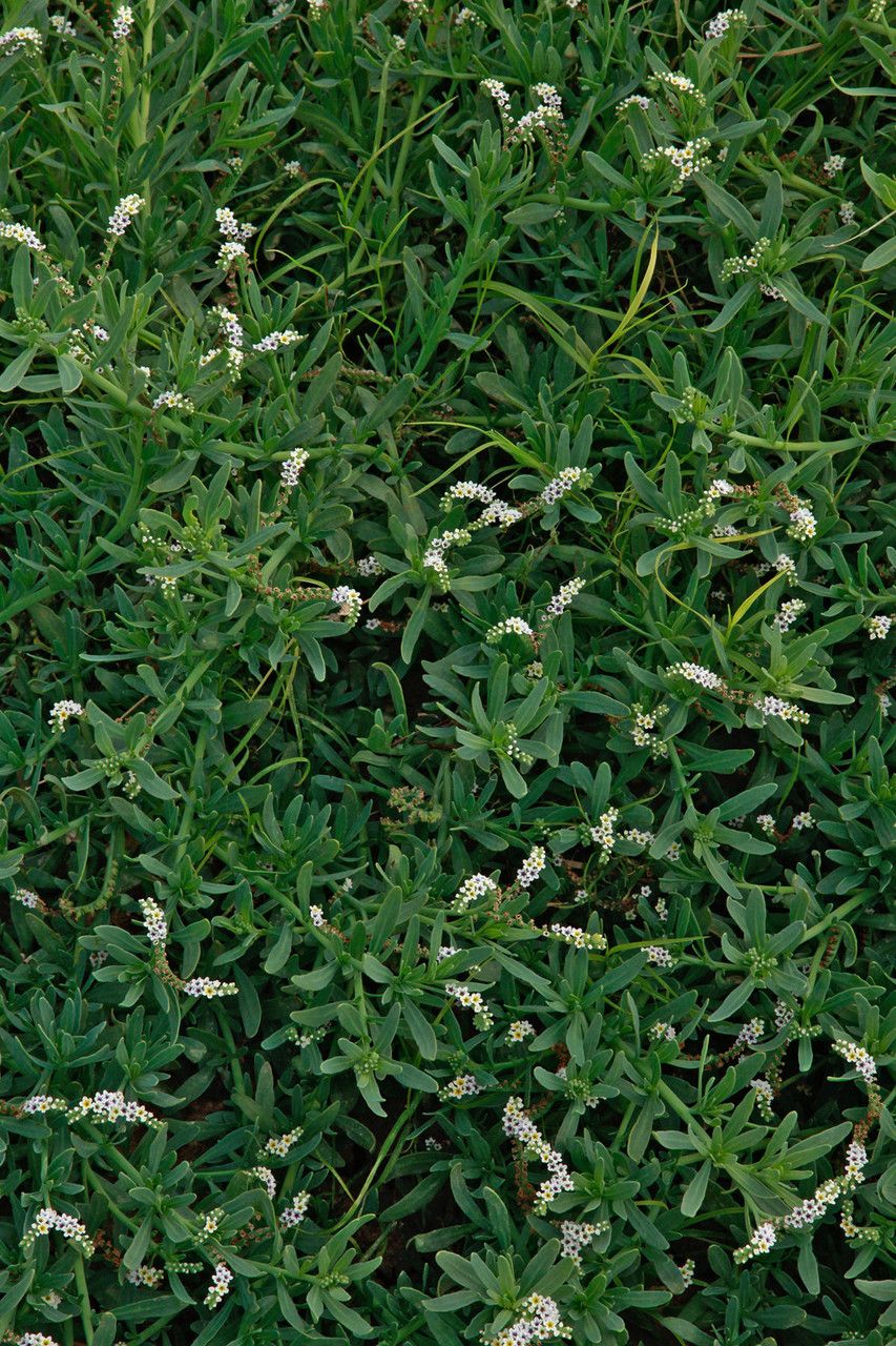Heliotropium molle habit